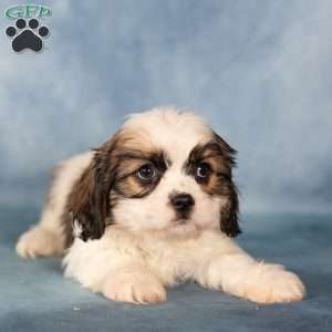 Diesel, Cavalier King Charles Mix Puppy
