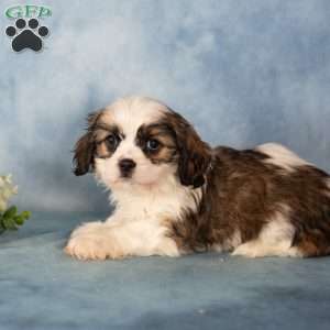 Diesel, Cavalier King Charles Mix Puppy
