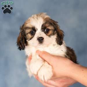 Diesel, Cavalier King Charles Mix Puppy