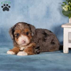 Vanellope, Mini Bernedoodle Puppy