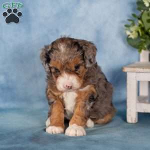 Vanellope, Mini Bernedoodle Puppy