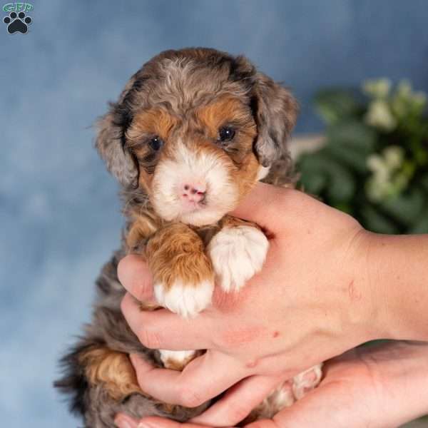 Vanellope, Mini Bernedoodle Puppy