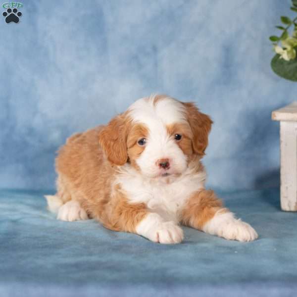 Peter, Mini Bernedoodle Puppy
