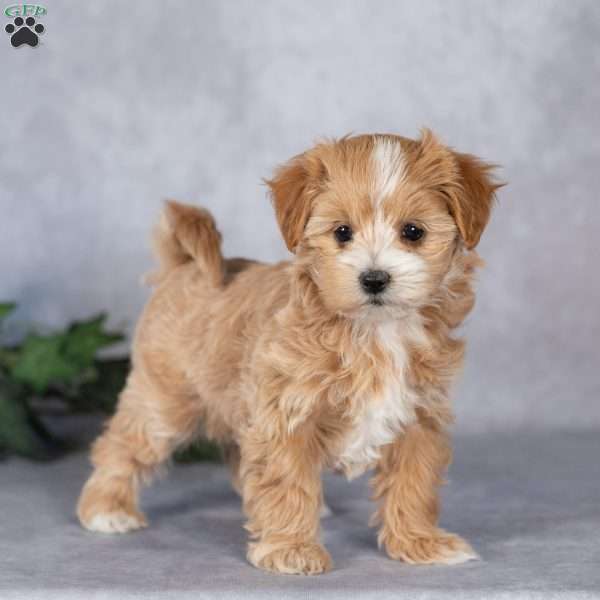 Maggie, Maltipoo Puppy