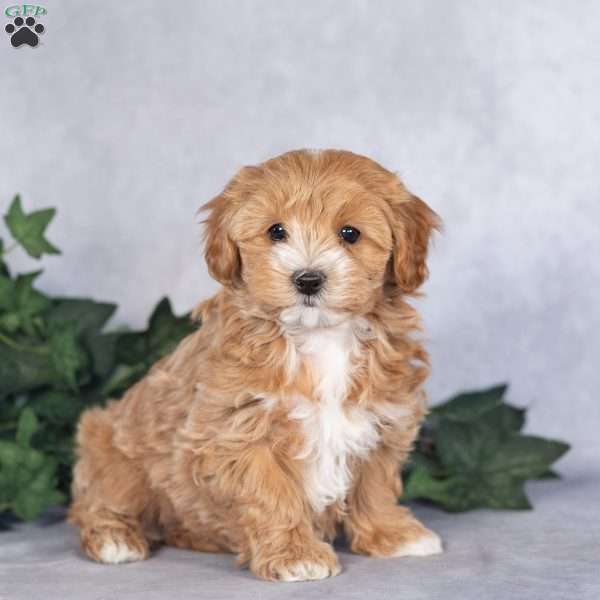Murray, Maltipoo Puppy