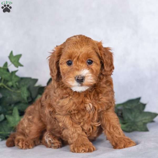 Sadie, Maltipoo Puppy
