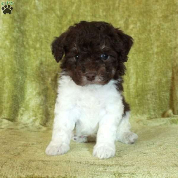 Eddie, Havapoo Puppy