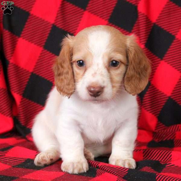 Eddie, Dachshund Puppy