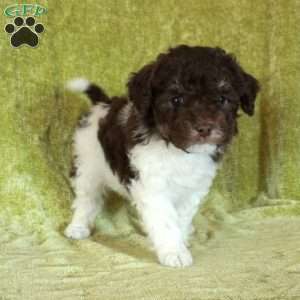 Eddie, Havapoo Puppy