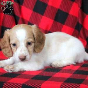 Eddie, Dachshund Puppy