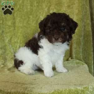 Eddie, Havapoo Puppy