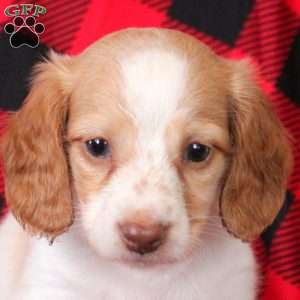 Eddie, Dachshund Puppy