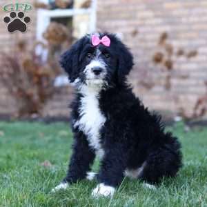 Eden, Bernedoodle Puppy