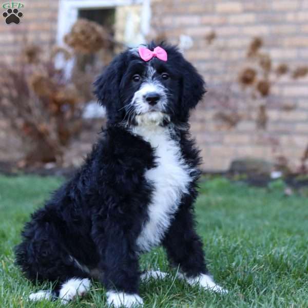 Eden, Bernedoodle Puppy
