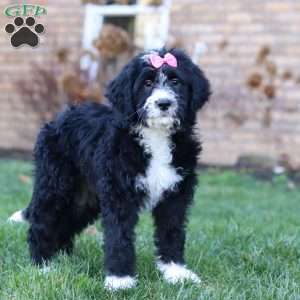 Eden, Bernedoodle Puppy