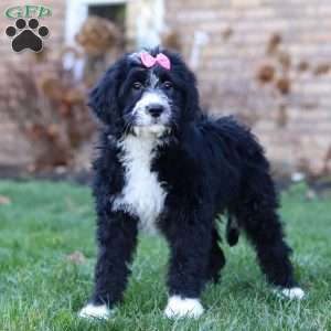 Eden, Bernedoodle Puppy