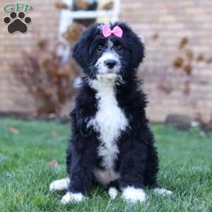 Eden, Bernedoodle Puppy
