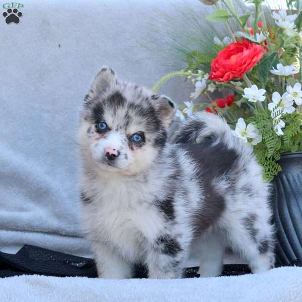 Edward, Pomsky Puppy