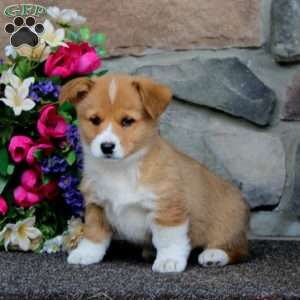 Ella, Pembroke Welsh Corgi Puppy