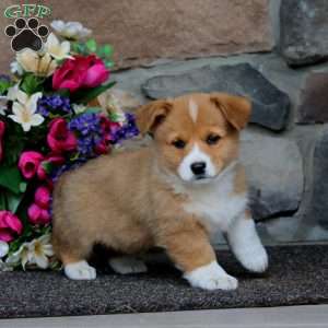 Ella, Pembroke Welsh Corgi Puppy