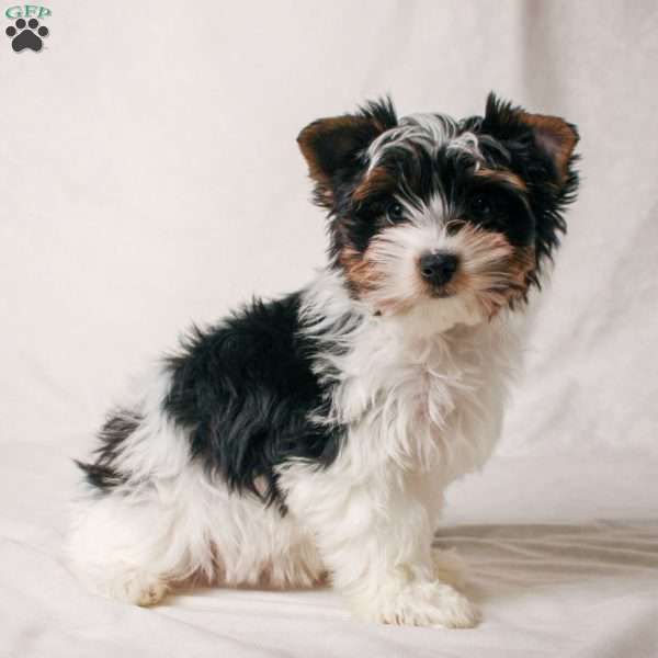 Ellen, Biewer Terrier Puppy