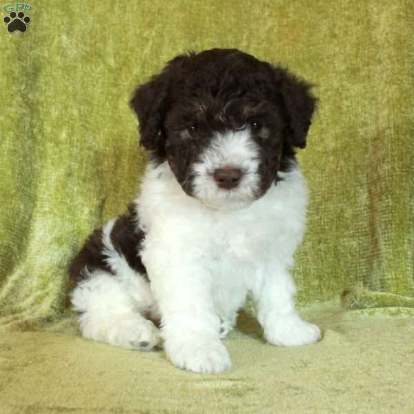 Ellis, Havapoo Puppy