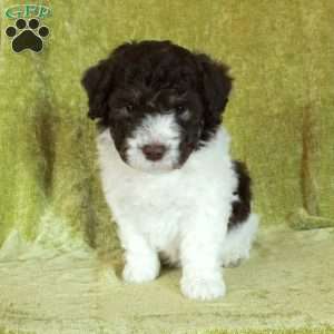 Ellis, Havapoo Puppy