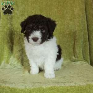 Ellis, Havapoo Puppy