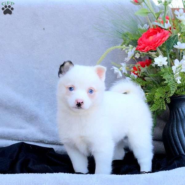 Eloise, Pomsky Puppy