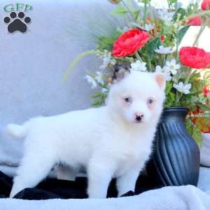 Eloise, Pomsky Puppy