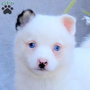 Eloise, Pomsky Puppy