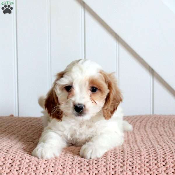Elsie, Cavapoo Puppy
