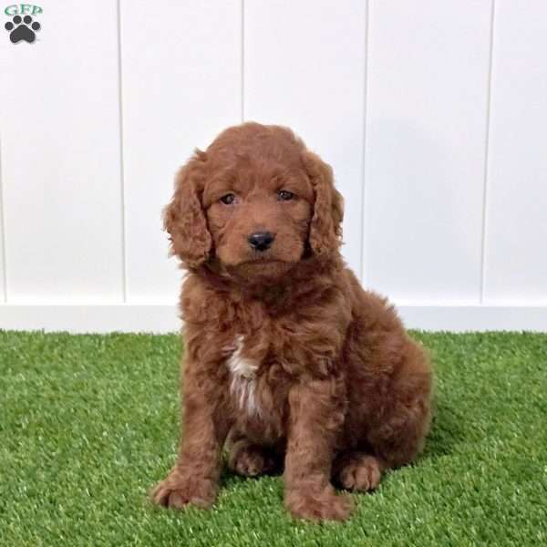 Elton, Mini Goldendoodle Puppy