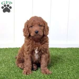 Elton, Mini Goldendoodle Puppy