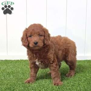 Elton, Mini Goldendoodle Puppy