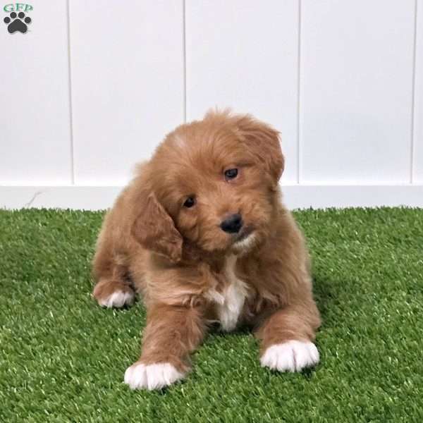 Elvis, Mini Goldendoodle Puppy
