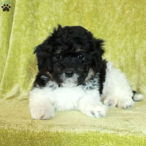 Elvis, Havapoo Puppy