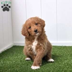 Elvis, Mini Goldendoodle Puppy