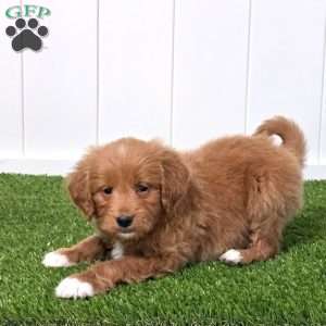 Elvis, Mini Goldendoodle Puppy