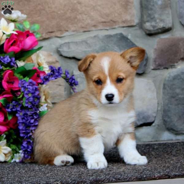 Emily, Pembroke Welsh Corgi Puppy