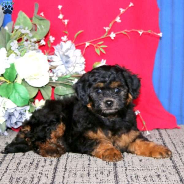 Emily, Mini Goldendoodle Puppy