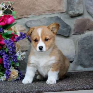 Emily, Pembroke Welsh Corgi Puppy