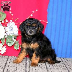Emily, Mini Goldendoodle Puppy