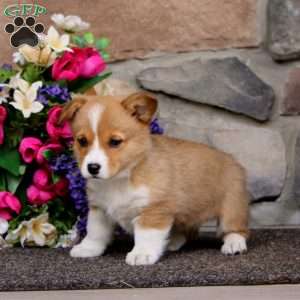 Emily, Pembroke Welsh Corgi Puppy