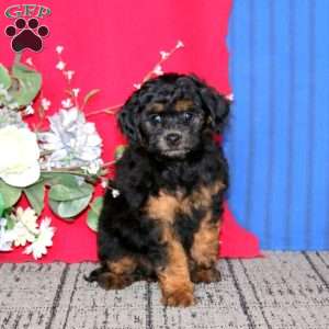 Emily, Mini Goldendoodle Puppy