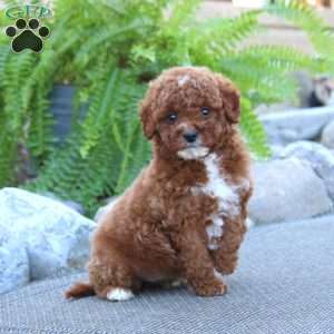 Emily, Miniature Poodle Puppy