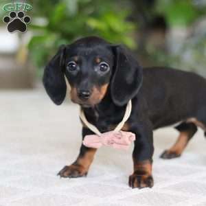Emma, Dachshund Puppy