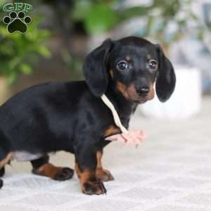 Emma, Dachshund Puppy