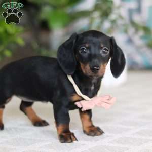 Emma, Dachshund Puppy