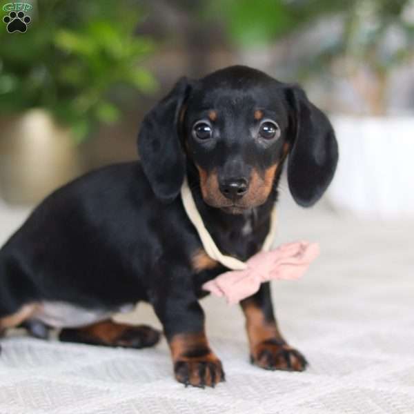 Emma, Dachshund Puppy